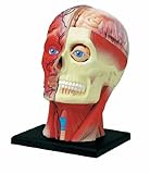 Learn about Human Anatomy - Head Model with 14 detachable parts & stand (Age 8+)