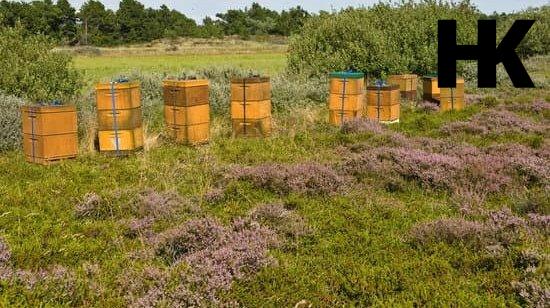 Der Einsatz des VNP für Imker in der Lüneburger Heide: Unterstützung und Projekte